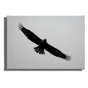 Cuadro Impreso Águila en Vuelo